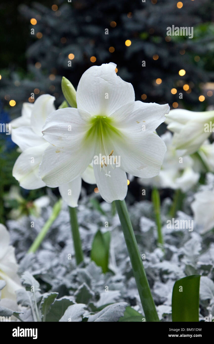 Garden State Bulb White Lily Of The Valley Convallaria Mirabilis