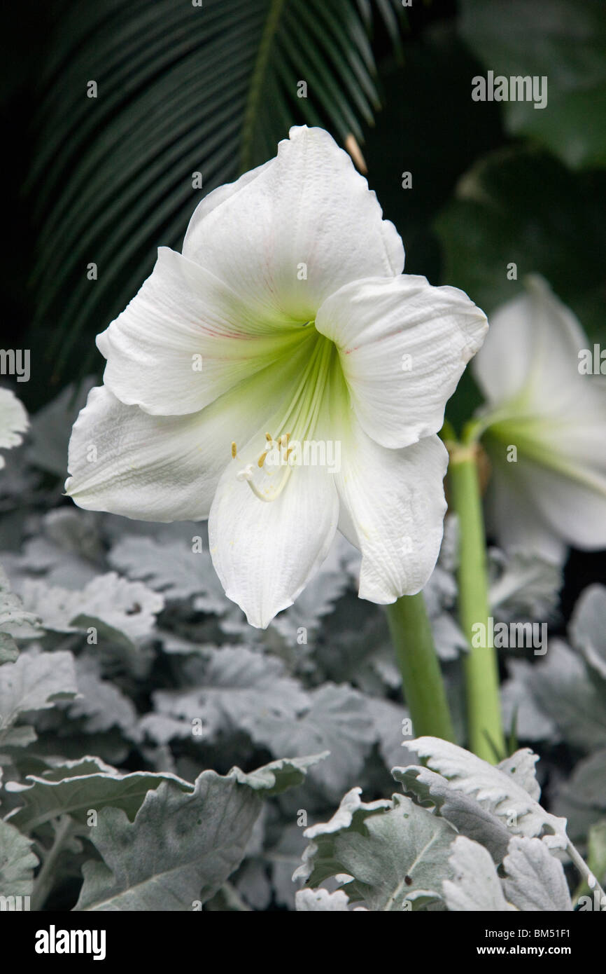 Lily lilium longwood gardens du hires stock photography and images Alamy