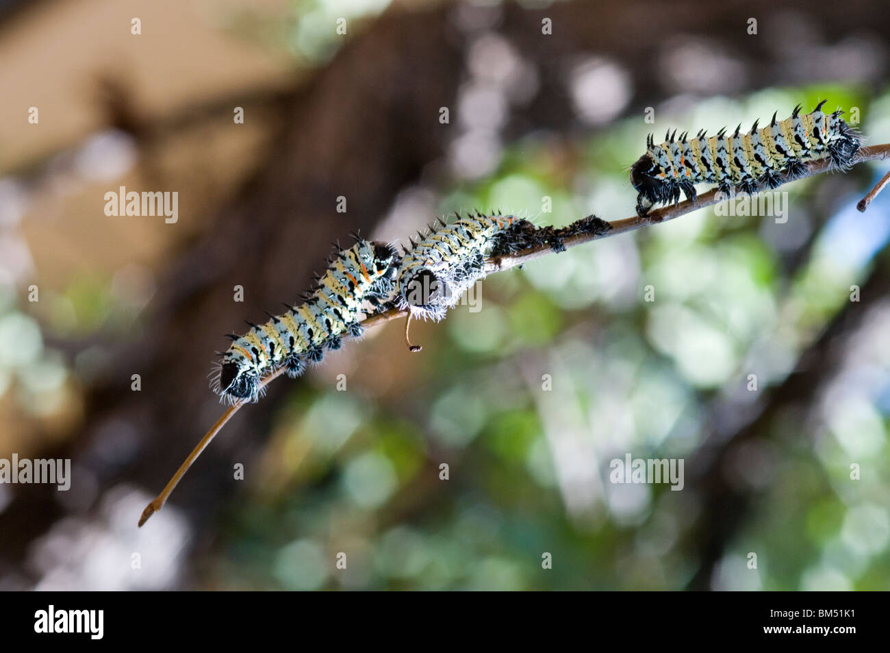 Mopani caterpillars/ worms, Namibia. Stock Photo