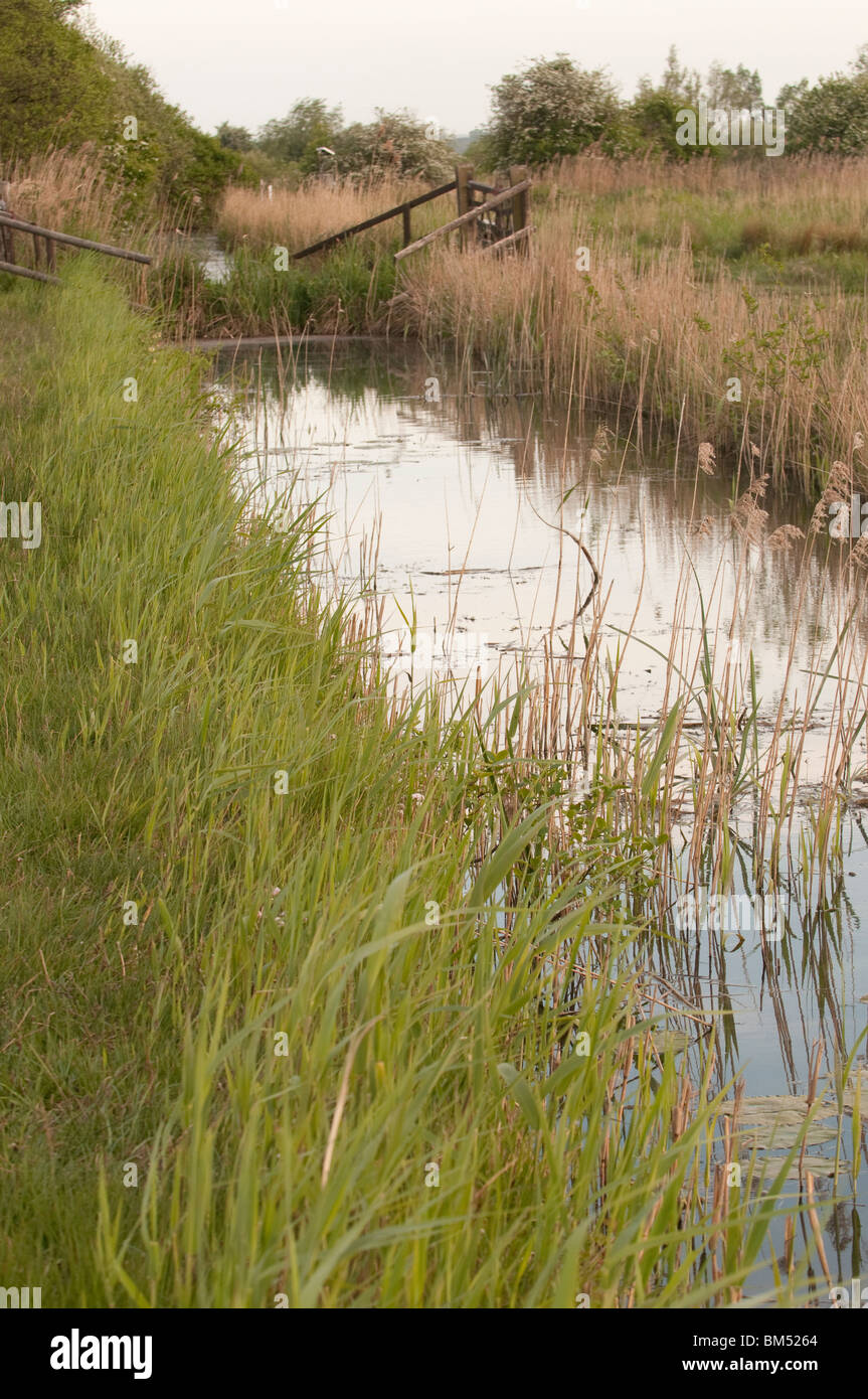 Fenland Dyke with grasses, adn wooden stream  furniture Stock Photo