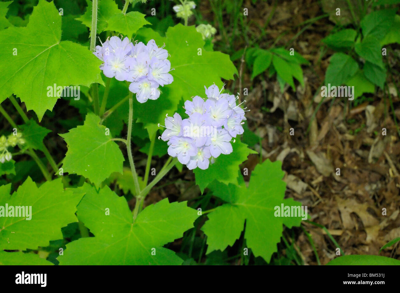 Wild Geranium wildflowers at Fort Boonesborough State Park in Kentucky