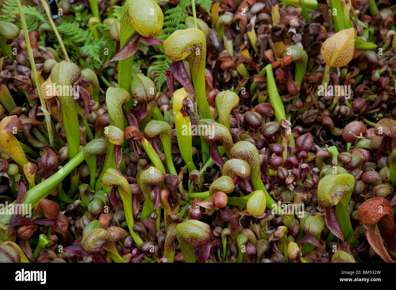 Cobra lily pitcher plants Stock Photo