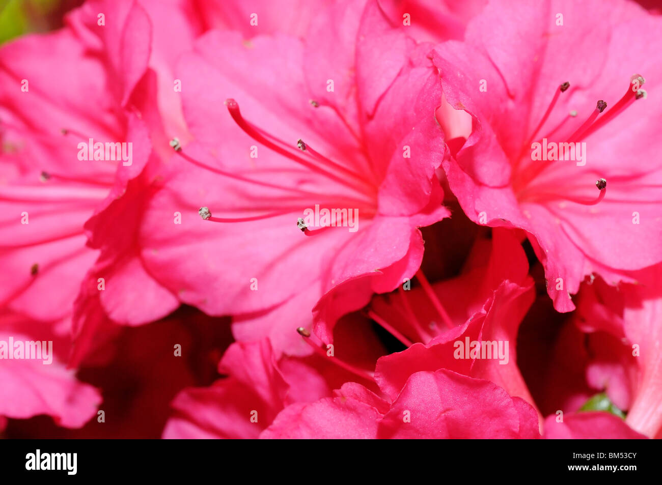 Pink azalea blooms hi-res stock photography and images - Alamy