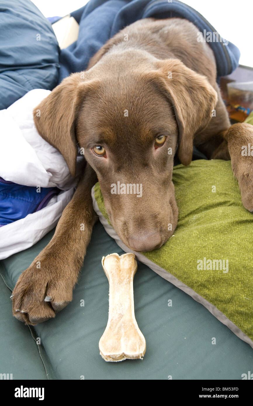 A chocolate Labrador puppy wrapped up in sleeping bags inside a tent. Stock Photo
