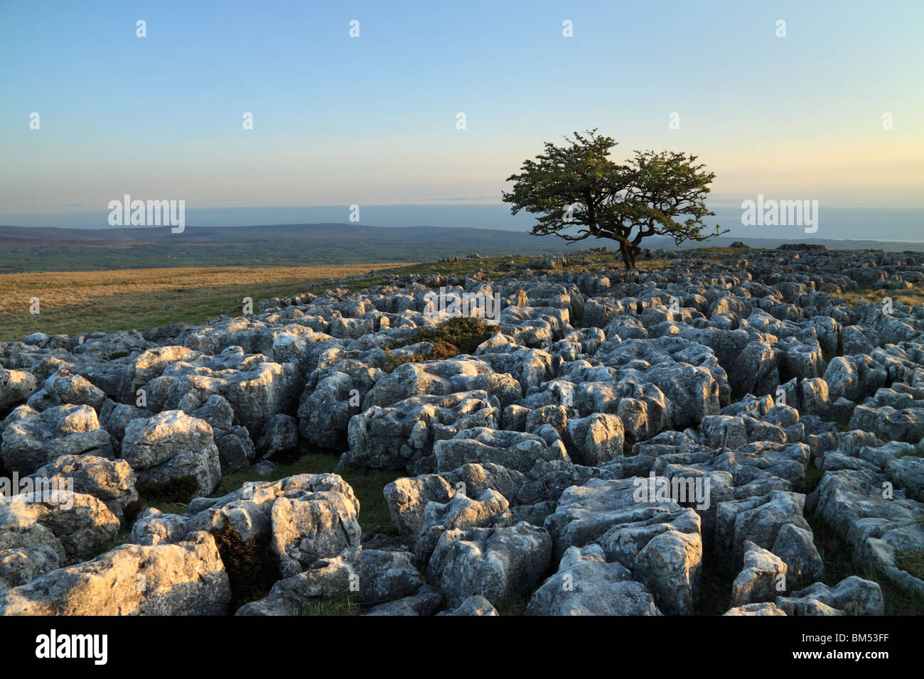 Lone Tree amongst the limestone pavement at Twistleton Scars ...