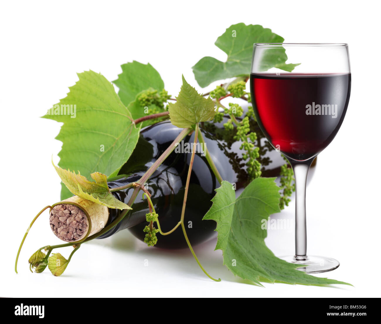 Bottle of wine in the vine on a white background Stock Photo
