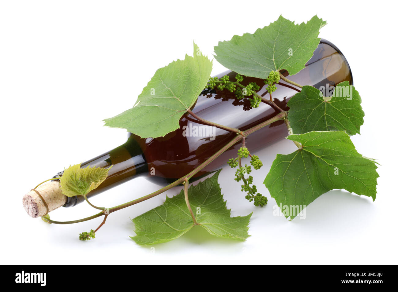 Bottle of wine in the vine on a white background Stock Photo