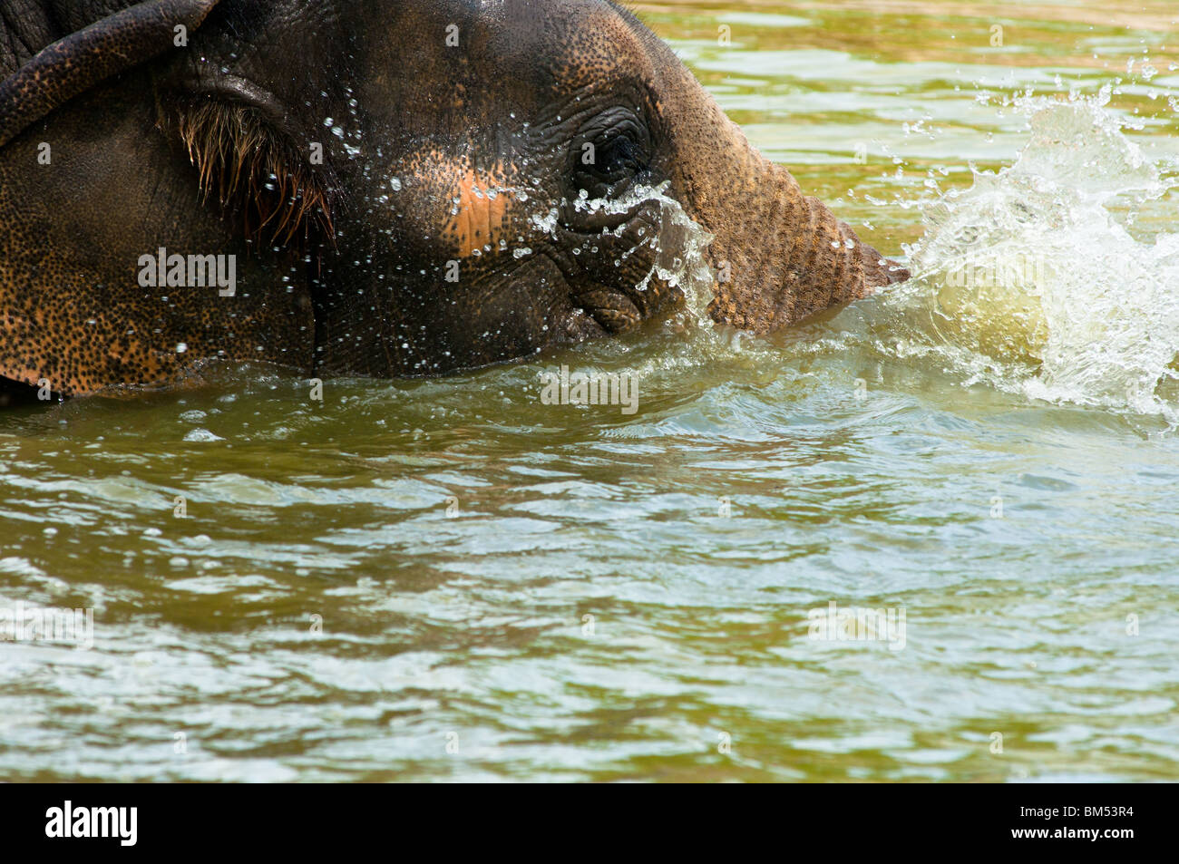 Elephant deep in water Stock Photo