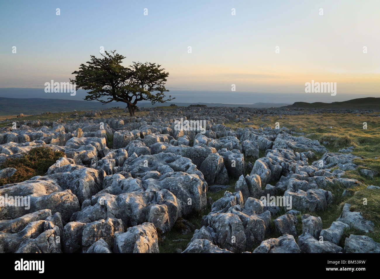 Dales lone tree not winskill not malham hi-res stock photography and ...
