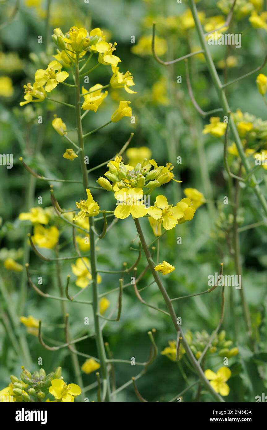 Flowers of the Kale plant Stock Photo Alamy