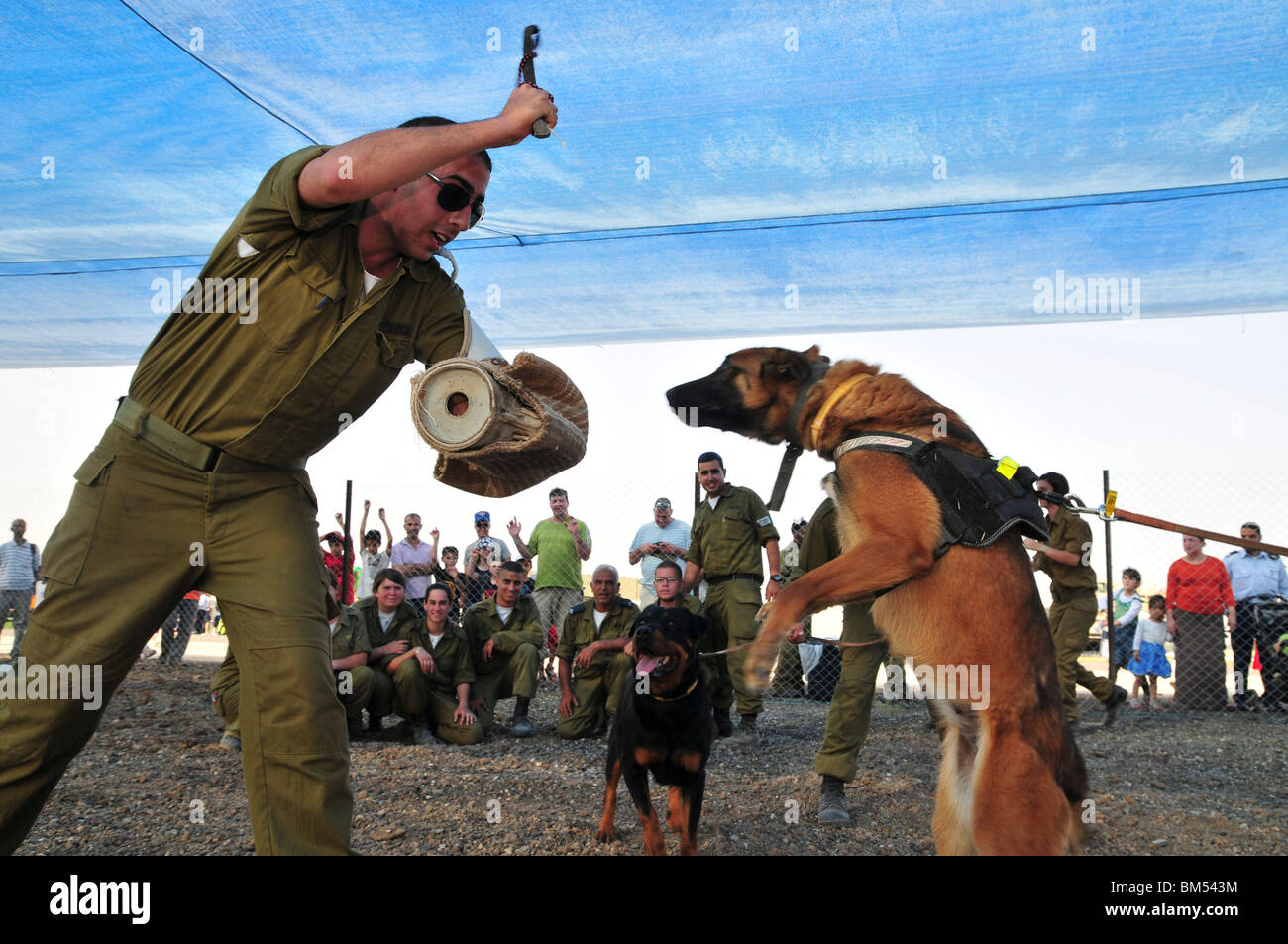 Israel, Tel Nof IAF Base  An Israeli Air force (IAF) exhibition Attack dog demonstration Stock Photo