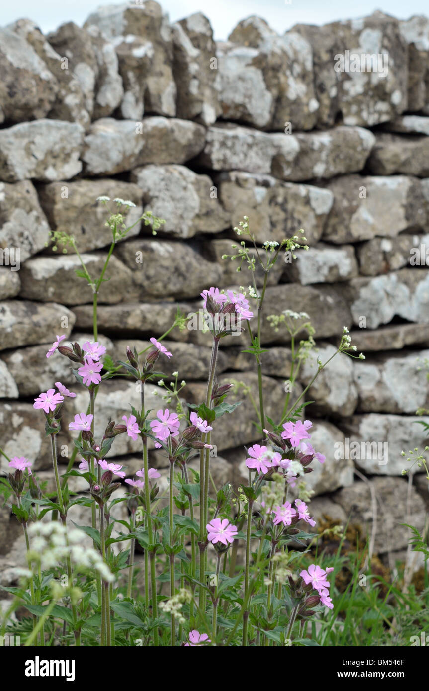 Dry stone wall wild flowers hi-res stock photography and images - Alamy