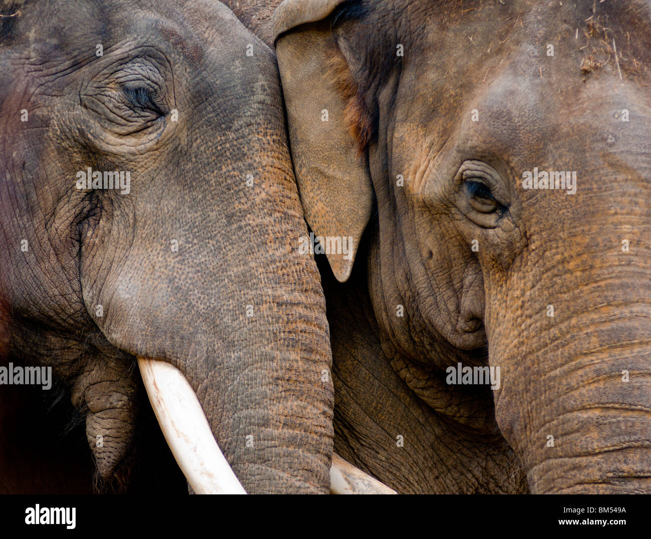 Love. Male shows affection to female elephant Stock Photo