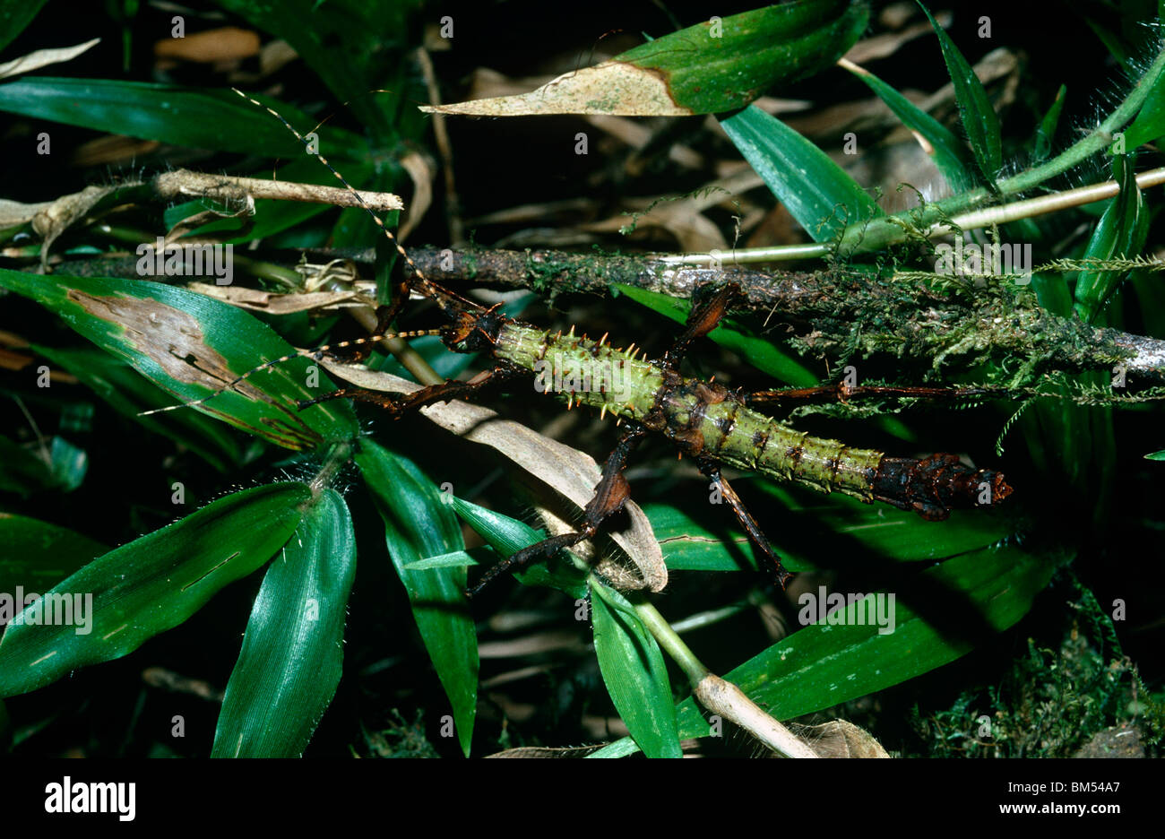 Stick insect madagascar hi-res stock photography and images - Alamy