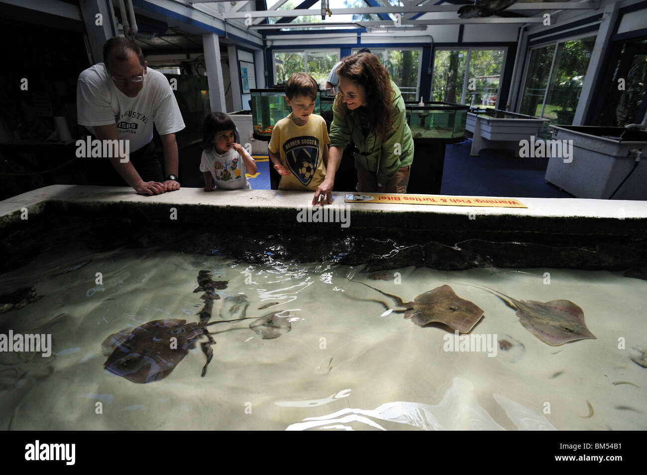 Ray touch tank display, Florida Stock Photo