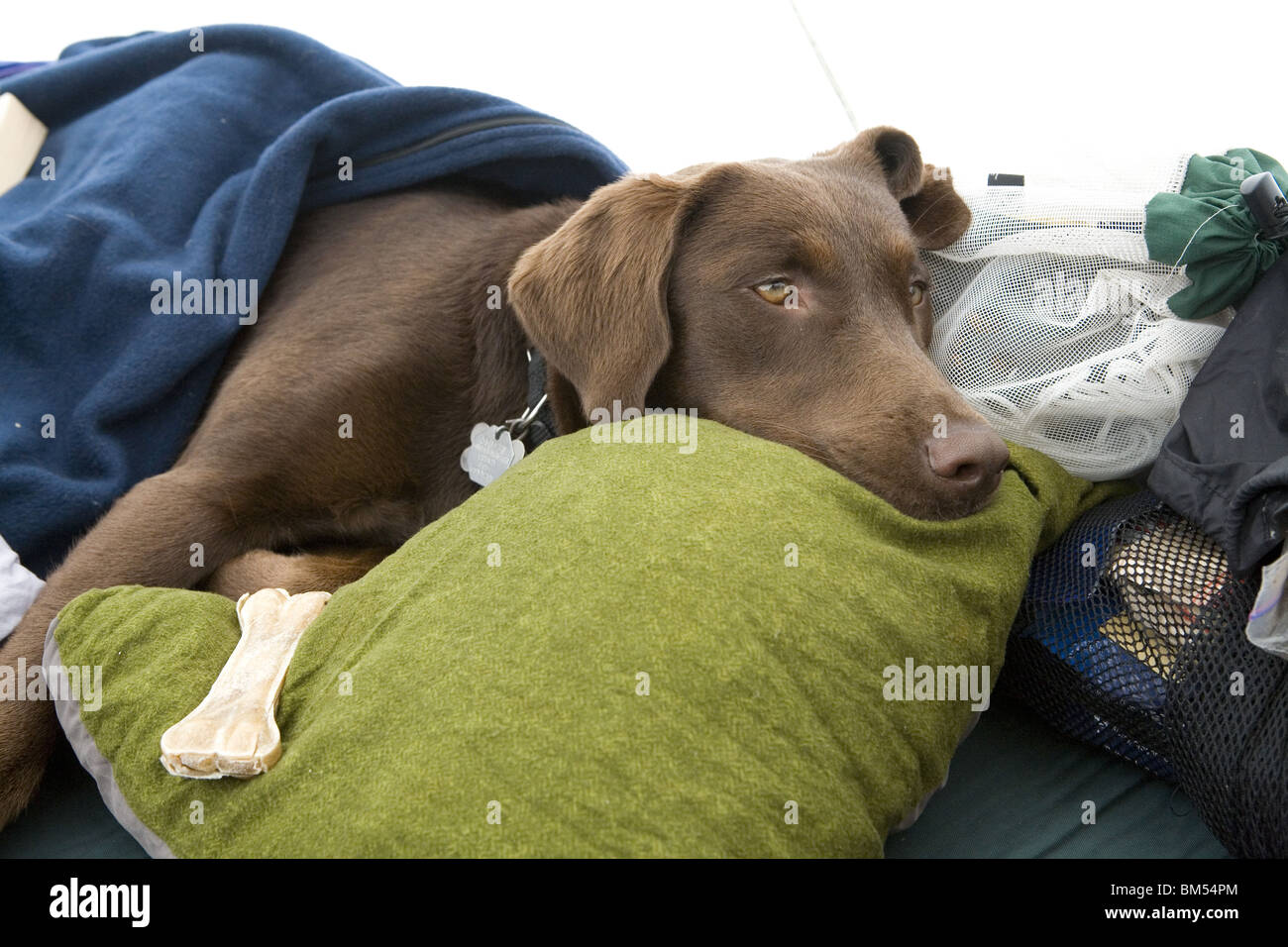 A chocolate Labrador puppy wrapped up in sleeping bags inside a tent. Stock Photo