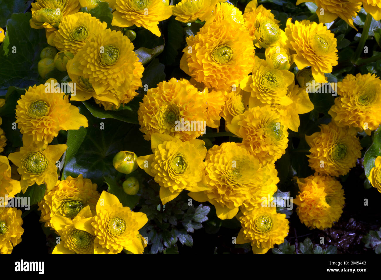 Ranunculaceae caltha palustris florentino Yellow Buttercup bunch of dense group of flowering blooms, Southport, UK Stock Photo