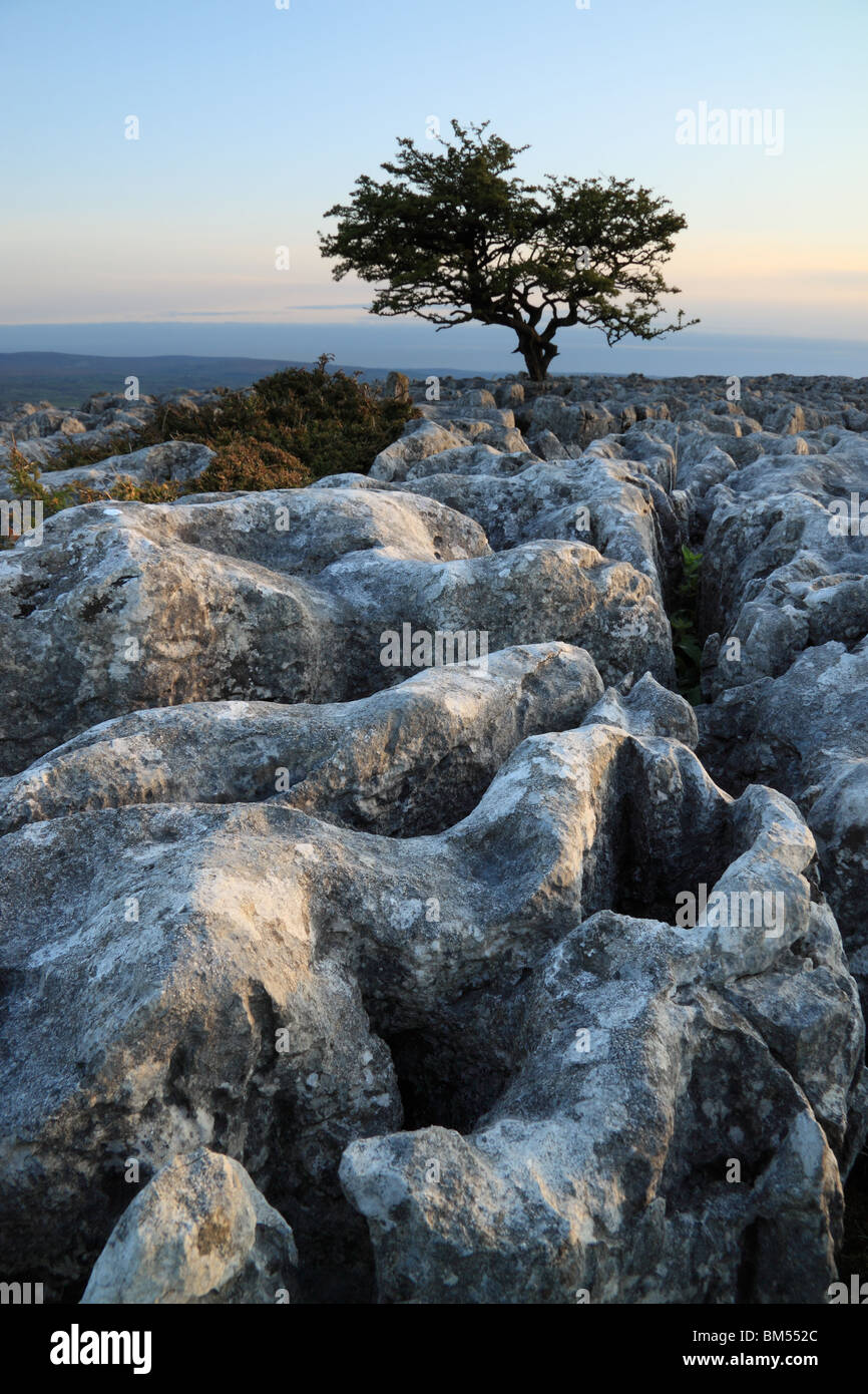 Lone Tree amongst the limestone pavement at Twistleton Scars ...