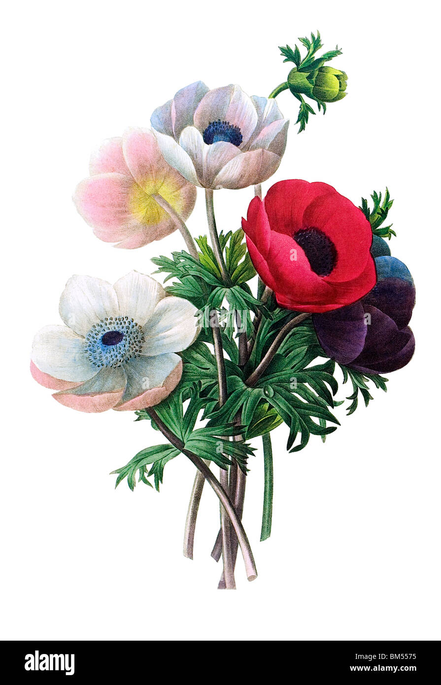 Poppy anemone Stock Photo