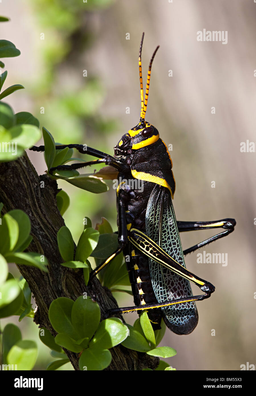 Giant Lubber Romalea guttata Big Bend Ranch state park