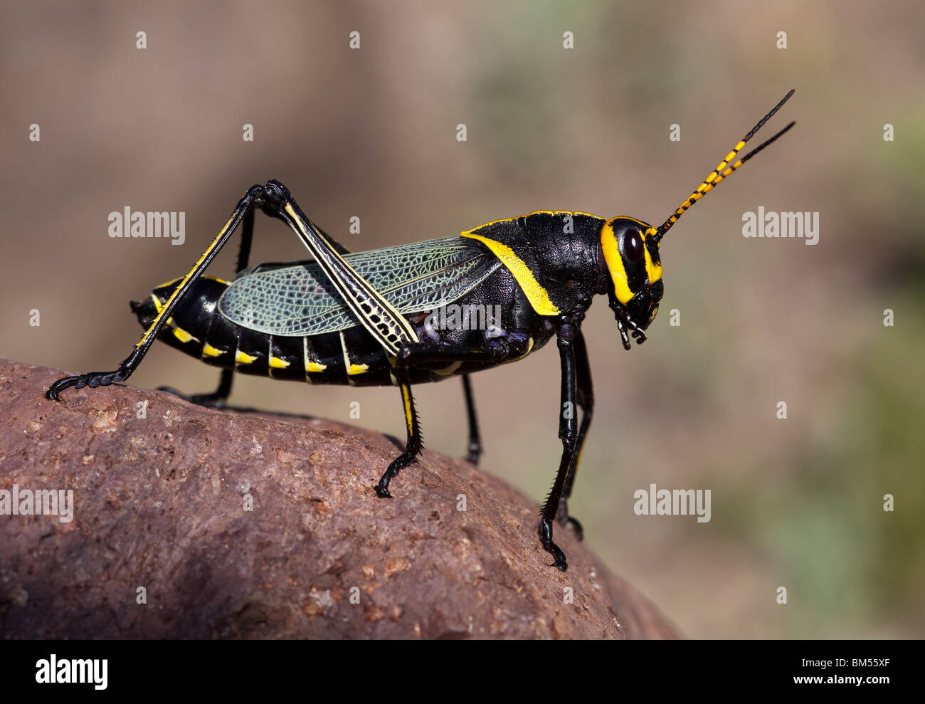 Giant Lubber Grasshopper Romalea guttata Big Bend Ranch state park Texas USA Stock Photo