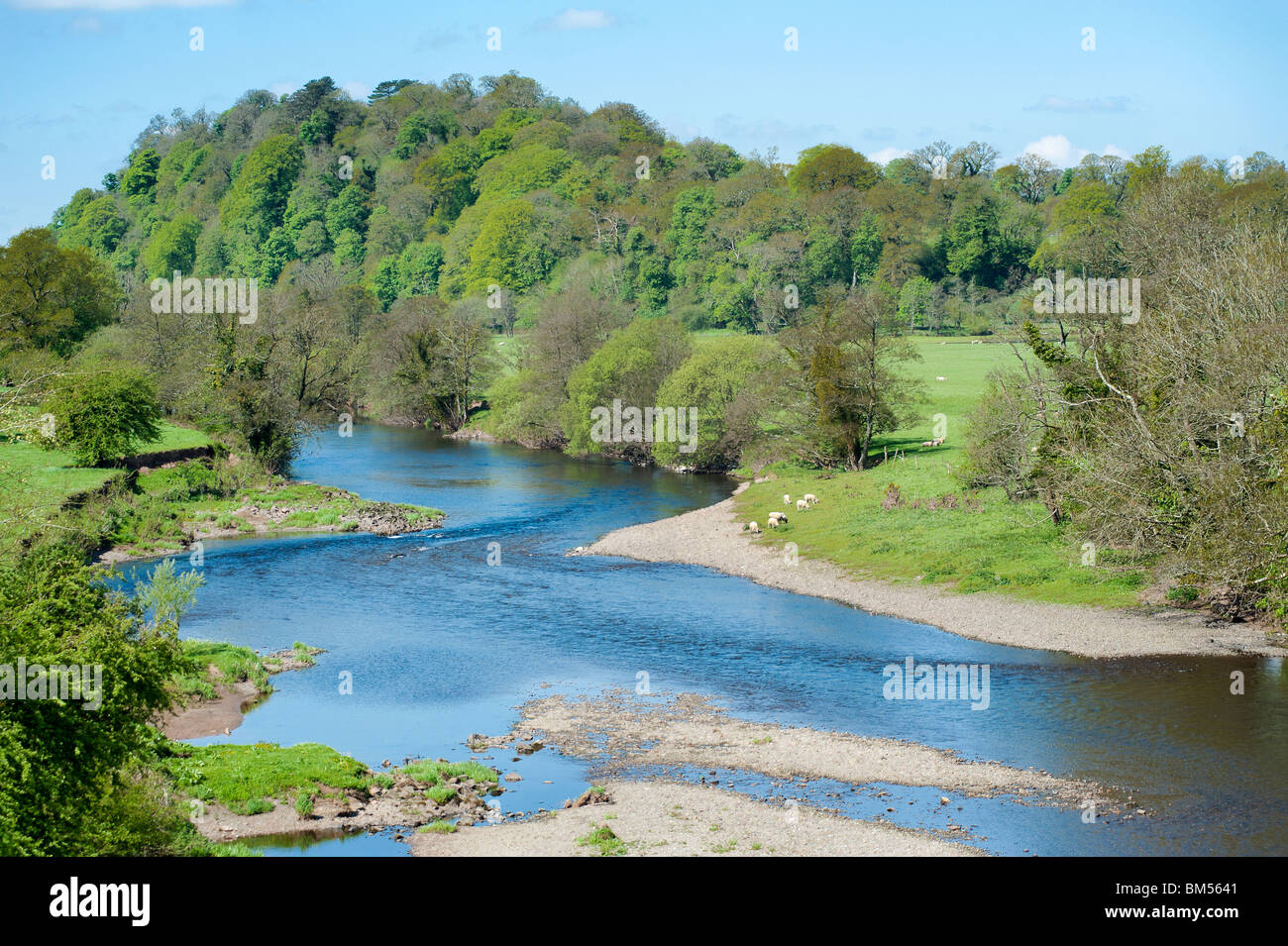 River Tywi or Towy from the bridge near Llandeilo Stock Photo