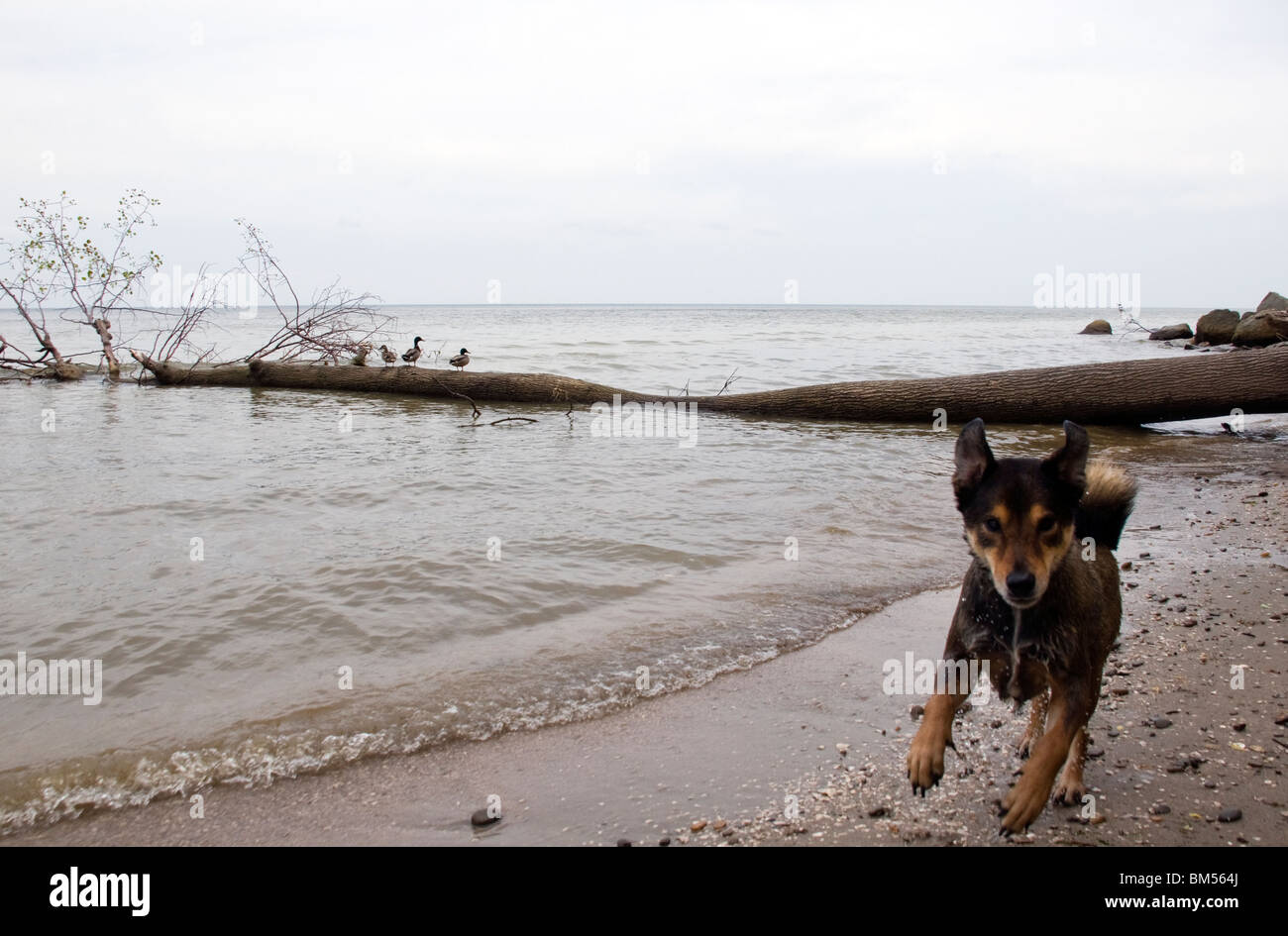 Dog running on Chesapeake Beach, Maryland Stock Photo Alamy