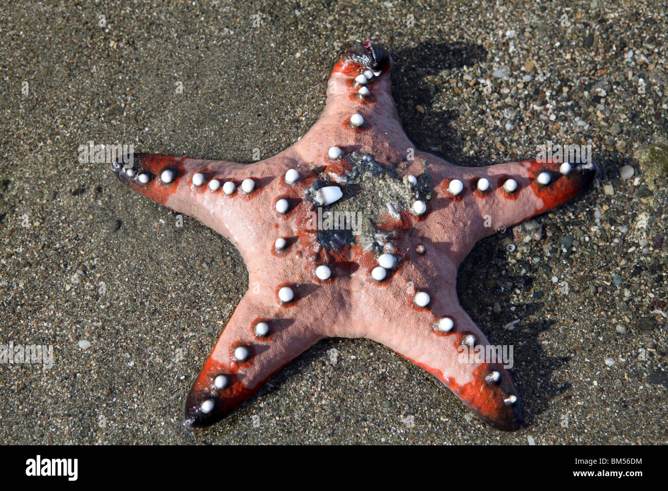 A pink horned starfish star fish on the beach on Gota Beach on the Caramoan Peninsula in the Philippines. Stock Photo
