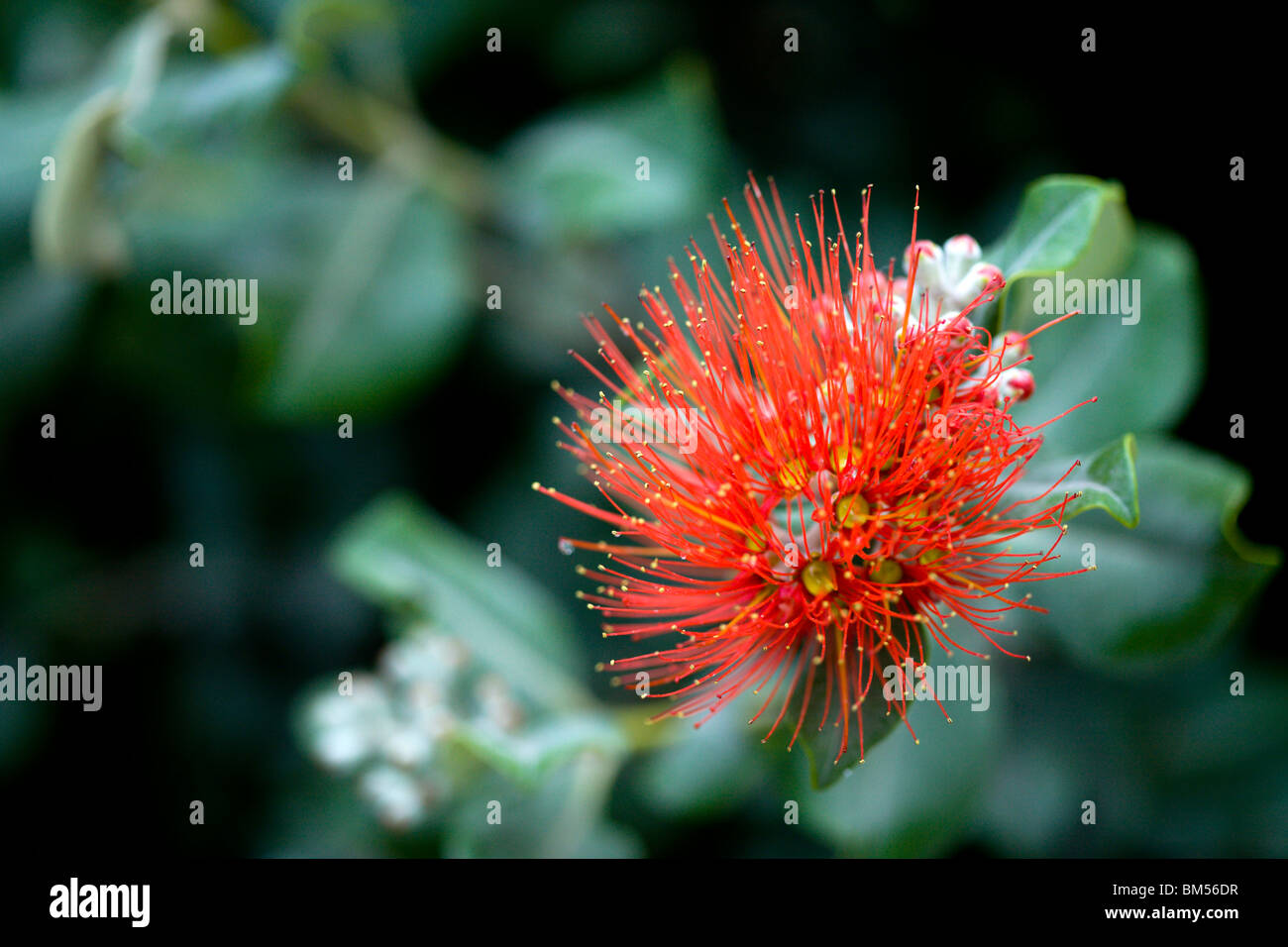 Exotic red flower Stock Photo Alamy