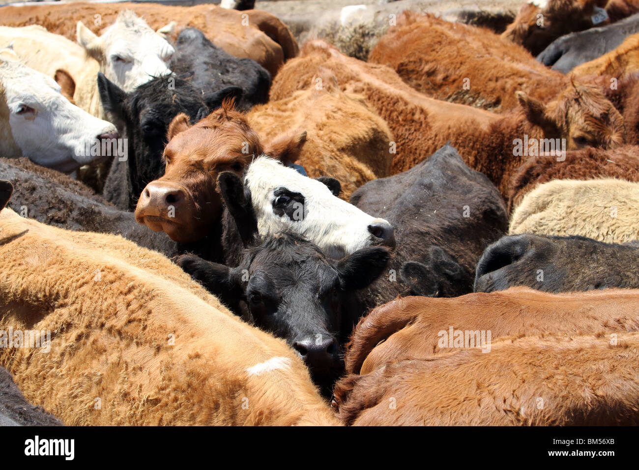 Cattle yard hires stock photography and images Alamy