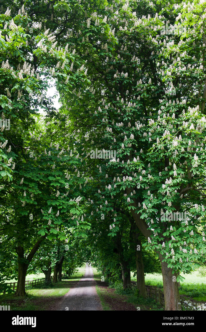 Pink flowering horse chestnut aesculus hires stock photography and