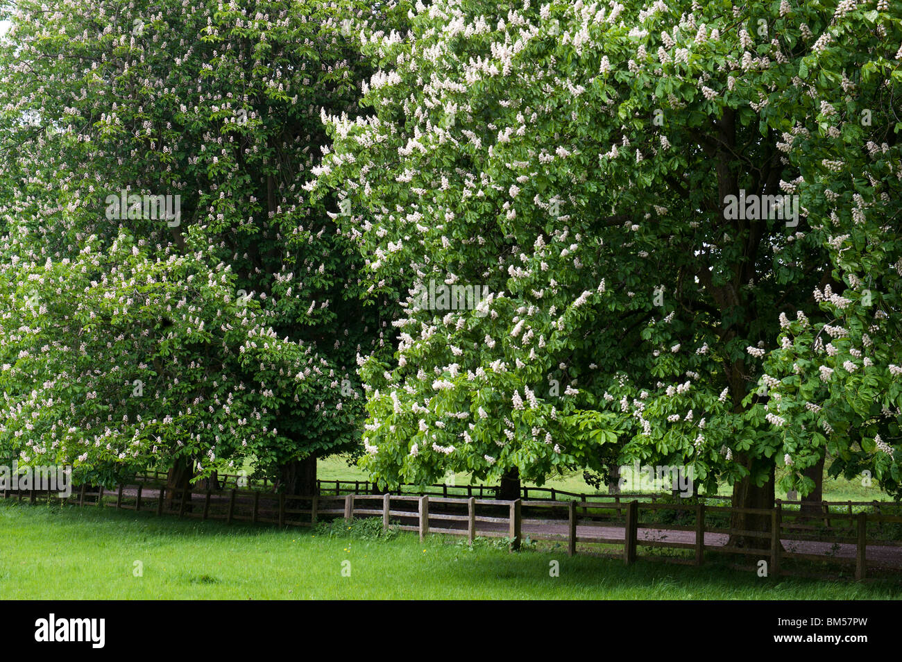 Aesculus Hippocastanum. Avenue of flowering Horse chestnut trees in the Oxfordshire countryside. England Stock Photo
