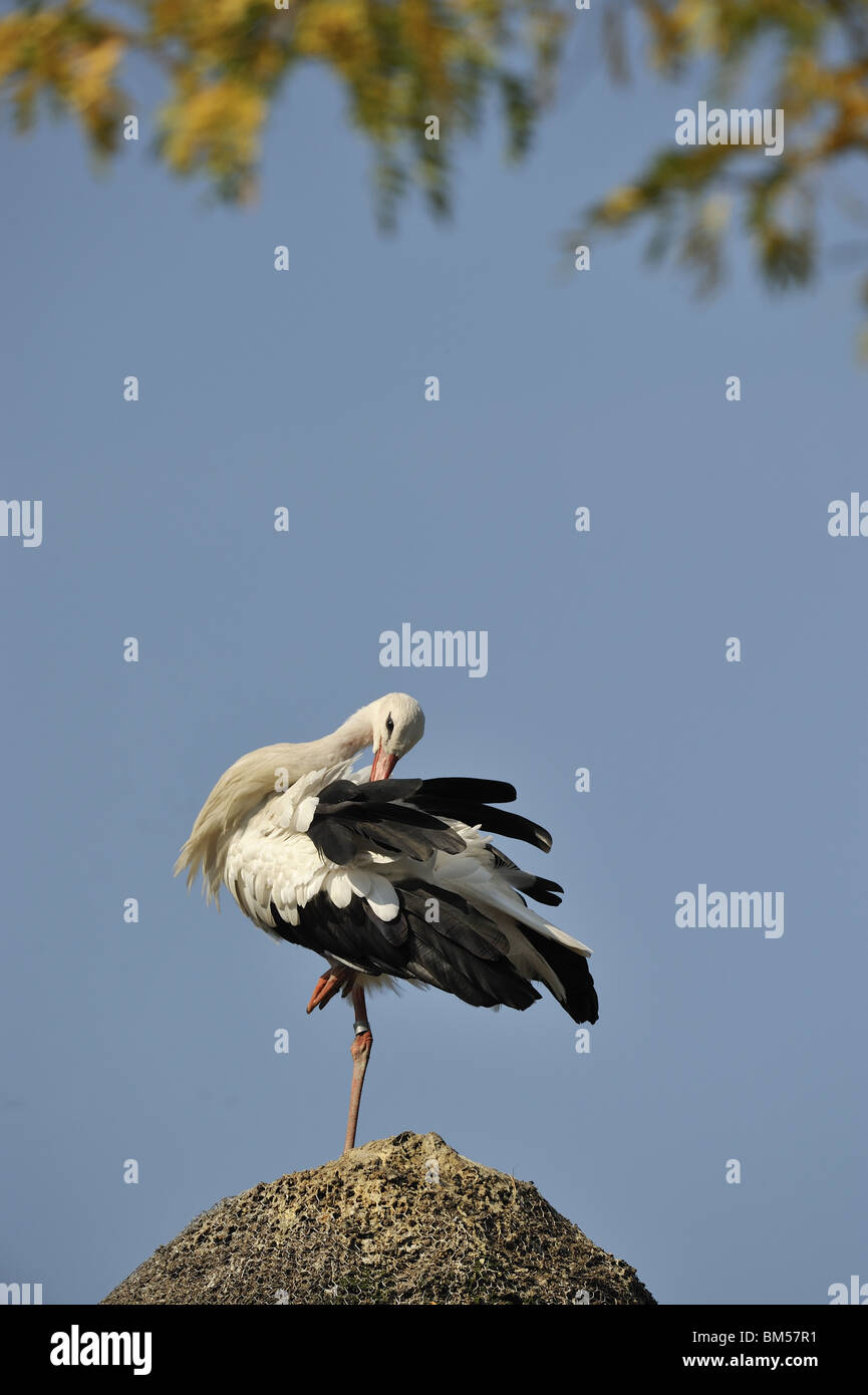 Preening white stork hi-res stock photography and images - Alamy