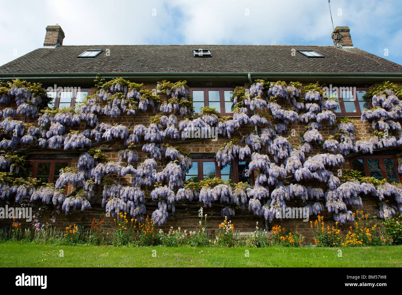 Premium Photo | A wisteria plant is growing on a brick building