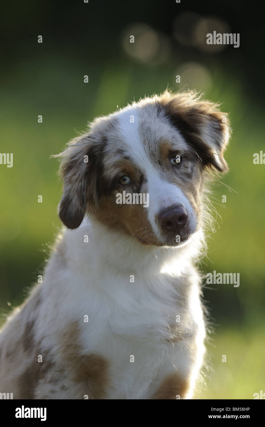 Australian Shepherd (Canis lupus familiaris). Portrait of a puppy. Stock Photo