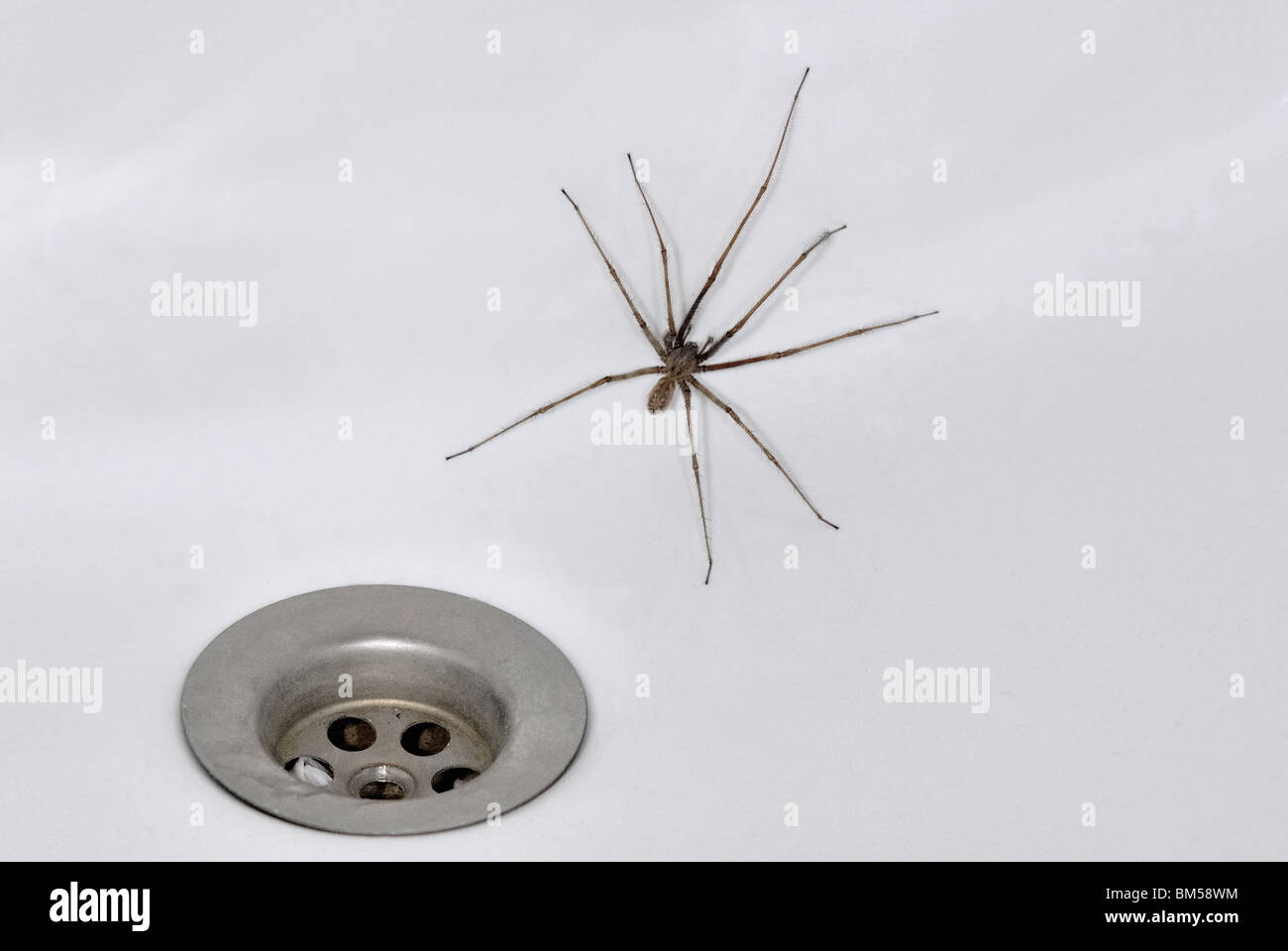 House spider next to a plug hole in a bath Stock Photo
