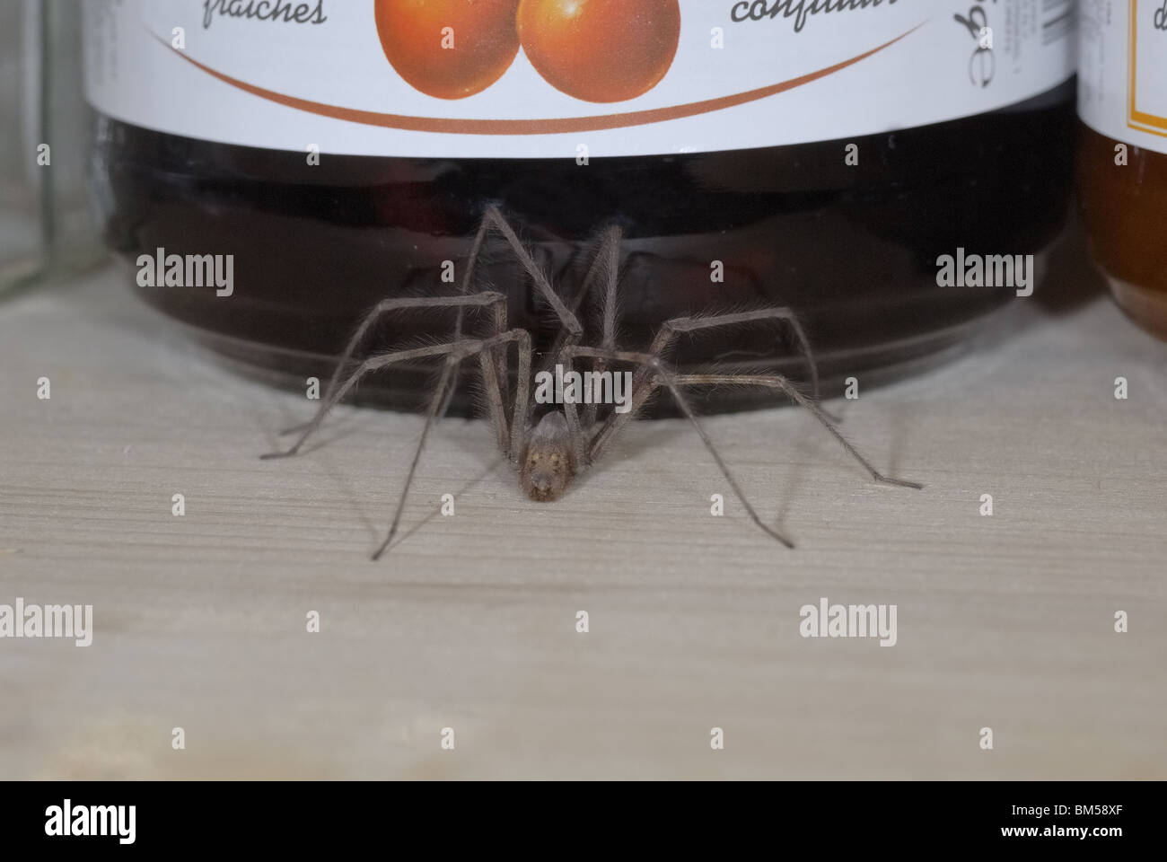 House spider standing near a pot of jam in a kitchen cupboard Stock Photo