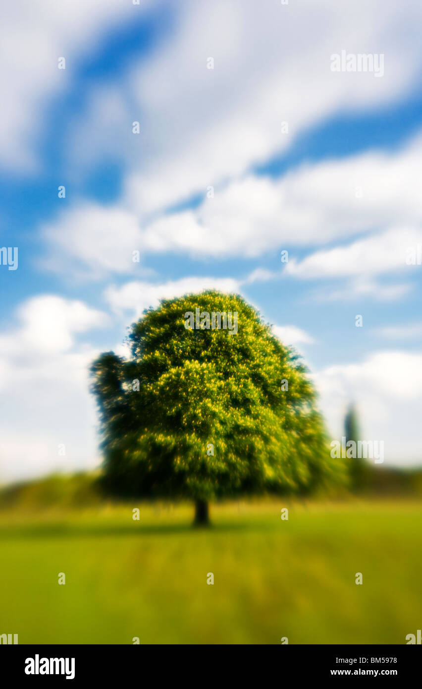 Solitary tree Stock Photo