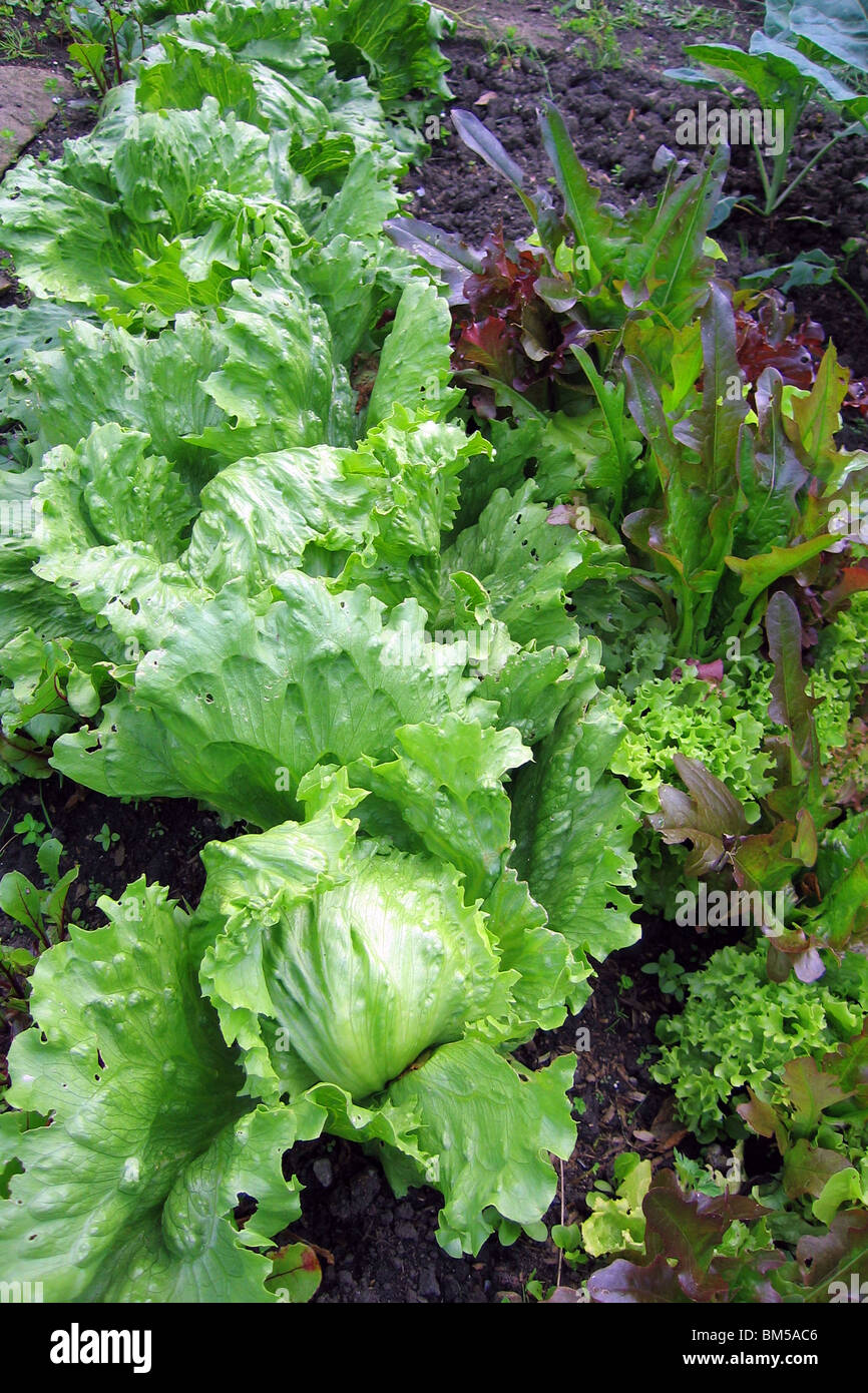 fresh home grown lettuces growing in the garden Stock Photo