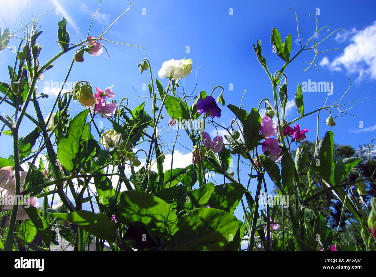 Colourful sweet peas climbing up to a sunny blue sky Stock Photo Alamy