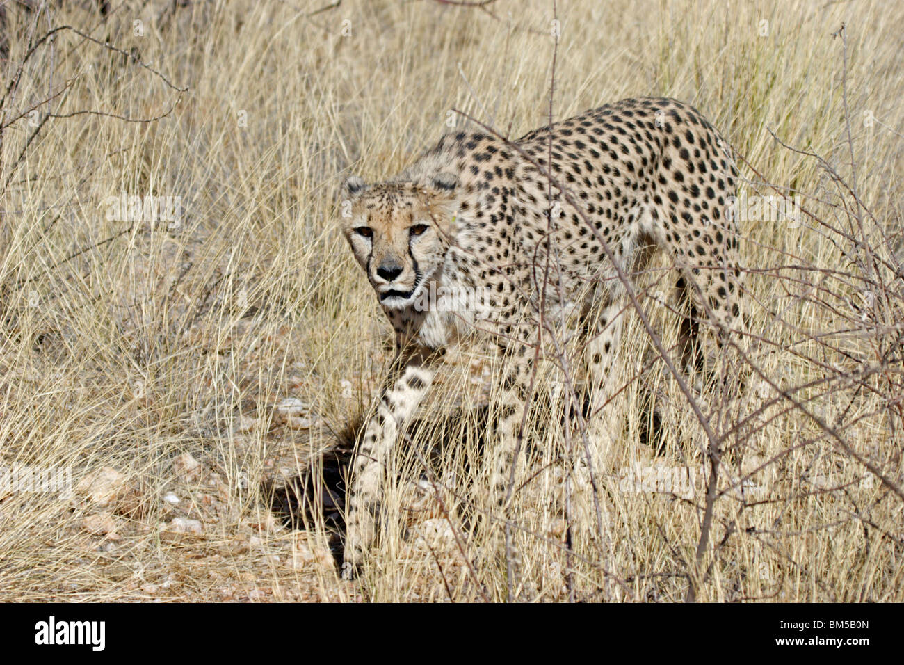Cheetah in a bush, Africa/ Acinonyx jubatus Stock Photo