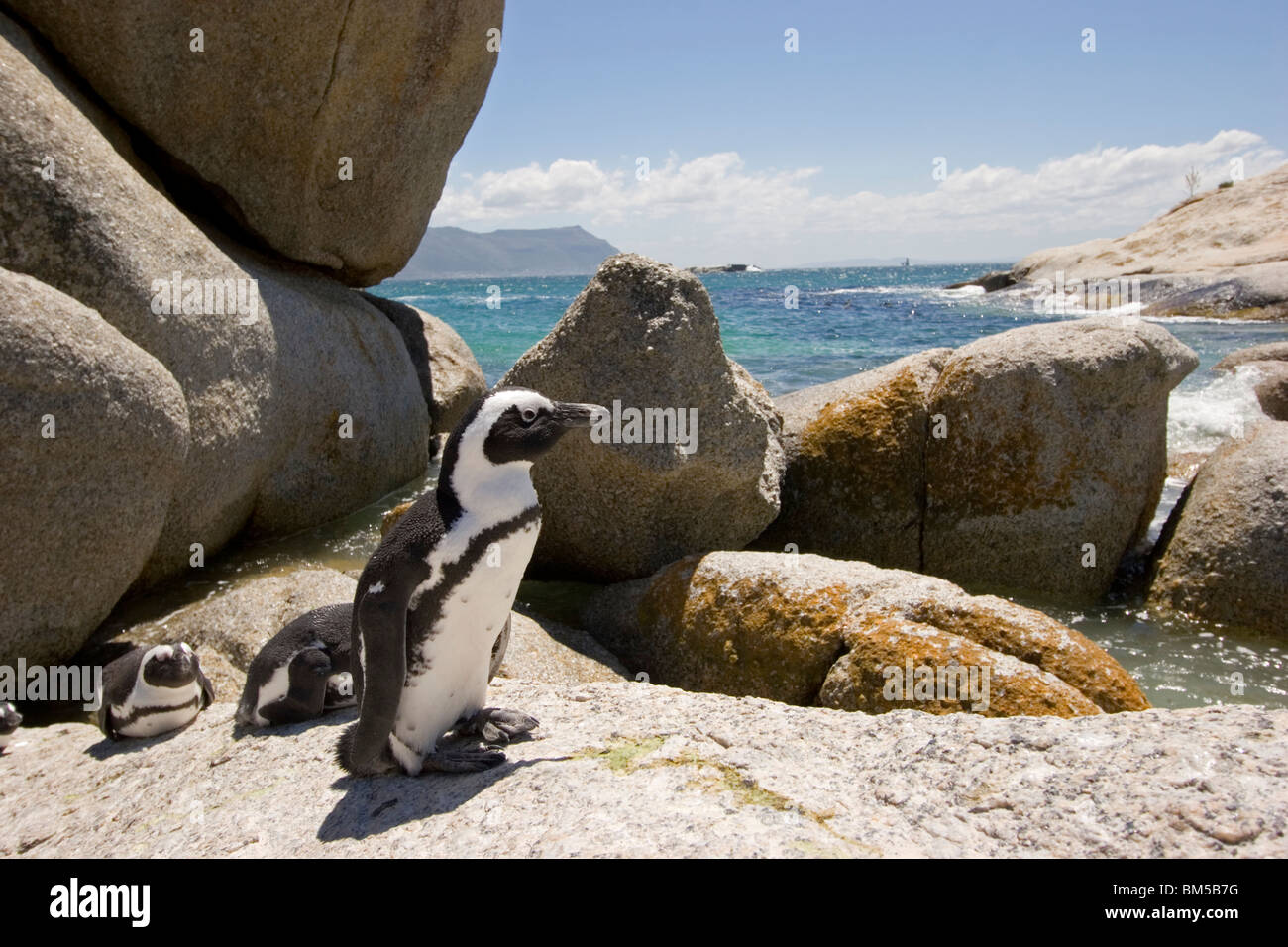 Black footed penguin on Boulders beach, South Africa / Spheniscus demersus Stock Photo