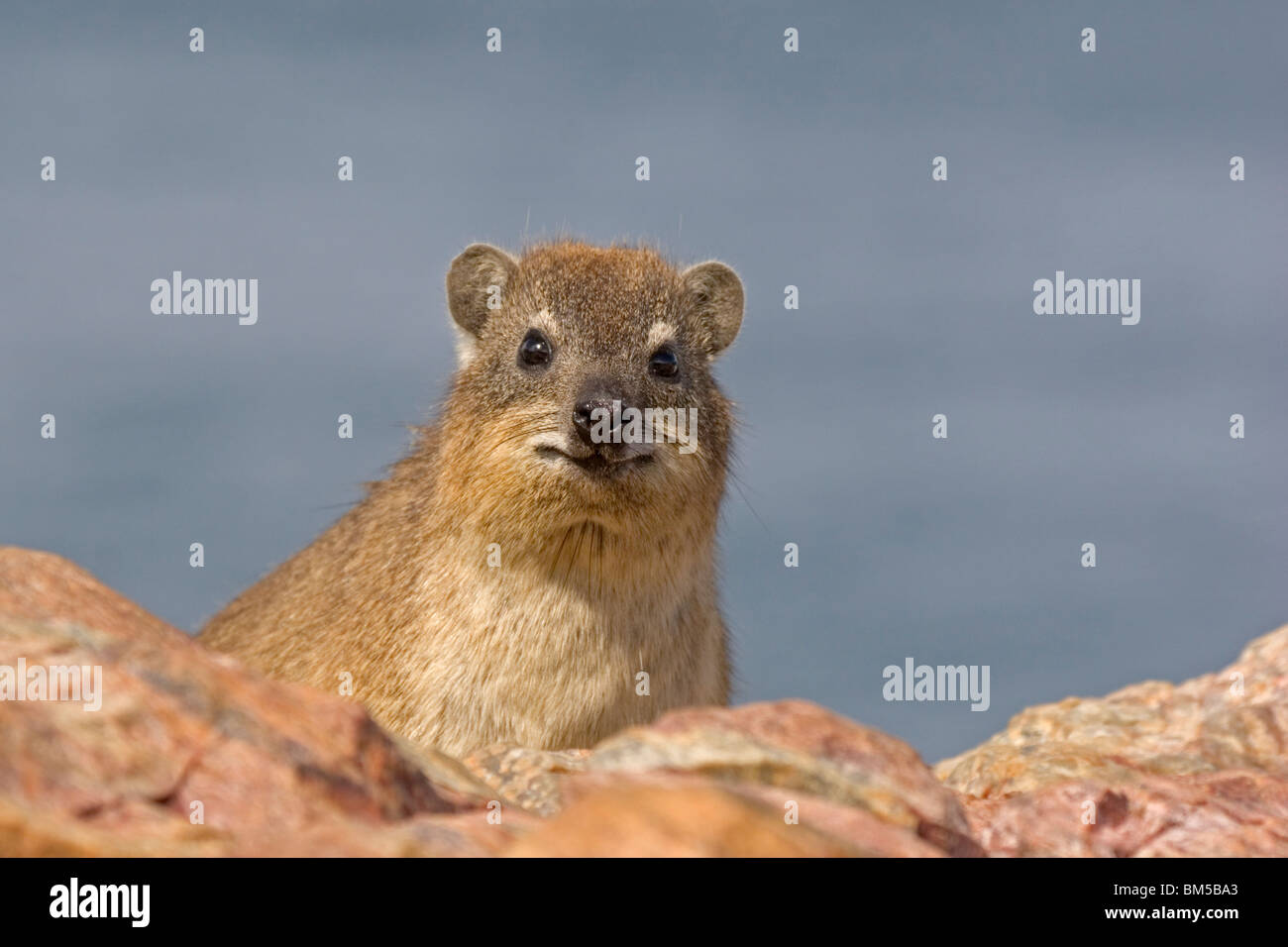 Rock dassie in the mountains, South Africa / Procavia capensis Stock Photo
