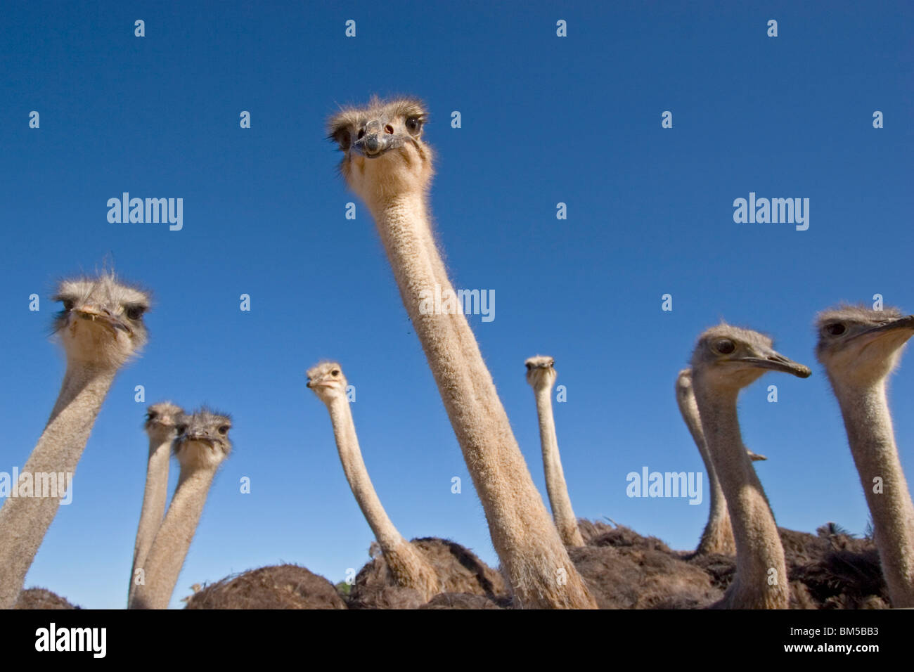 Ostriches with blue sky, South Africa / Struthio camelus Stock Photo