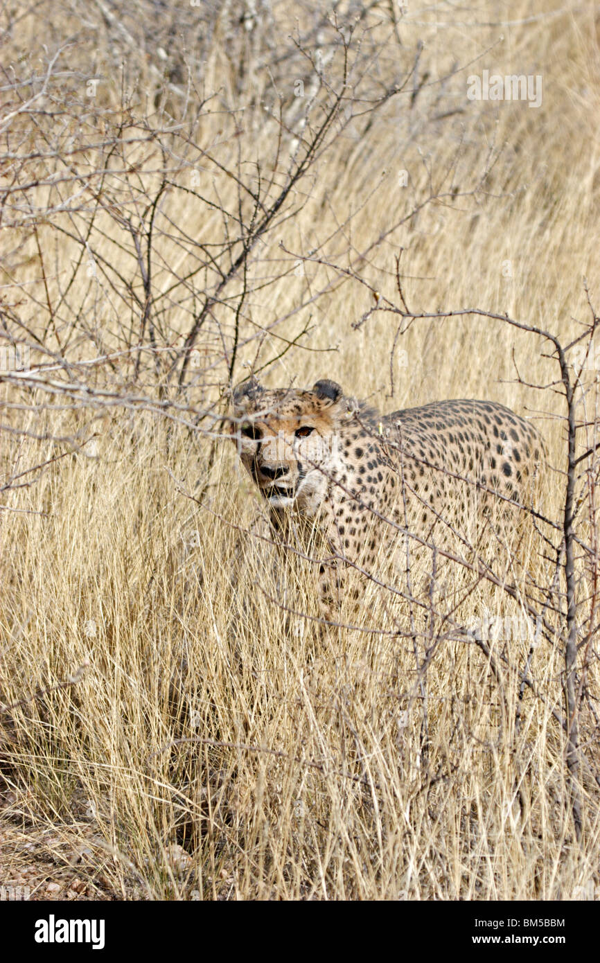 Cheetah in a bush, Africa / Acinonyx jubatus Stock Photo