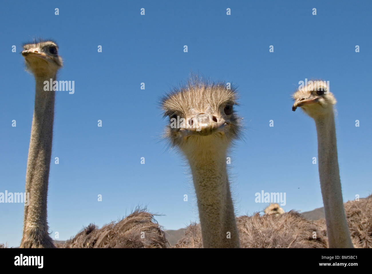 Ostriches with blue sky, South Africa / Struthio camelus Stock Photo