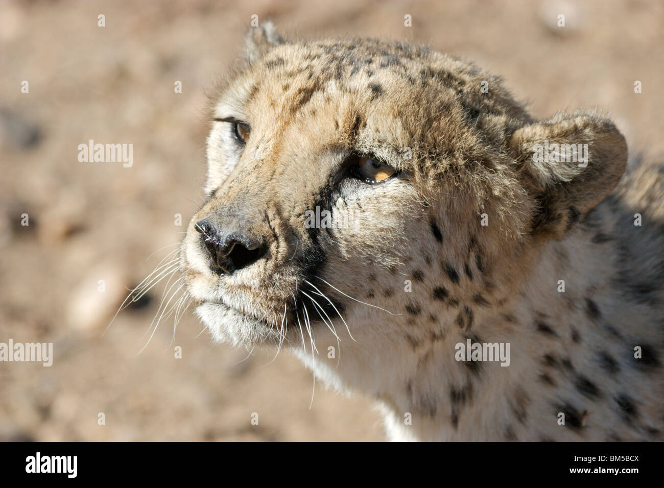 Portrait of a Cheetah, Africa / Acinonyx jubatus Stock Photo