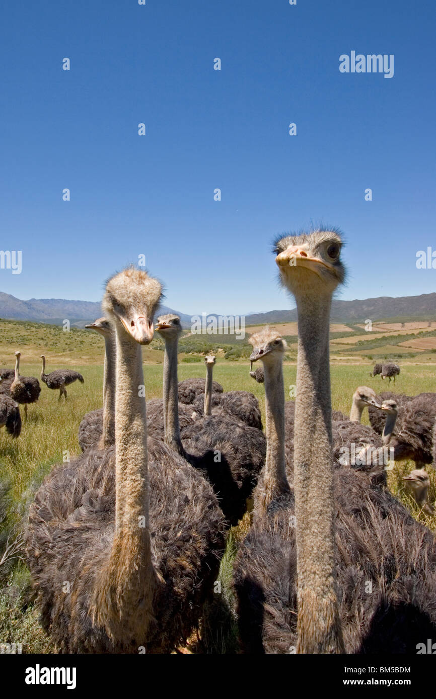 Ostriches with blue sky, South Africa / Struthio camelus Stock Photo