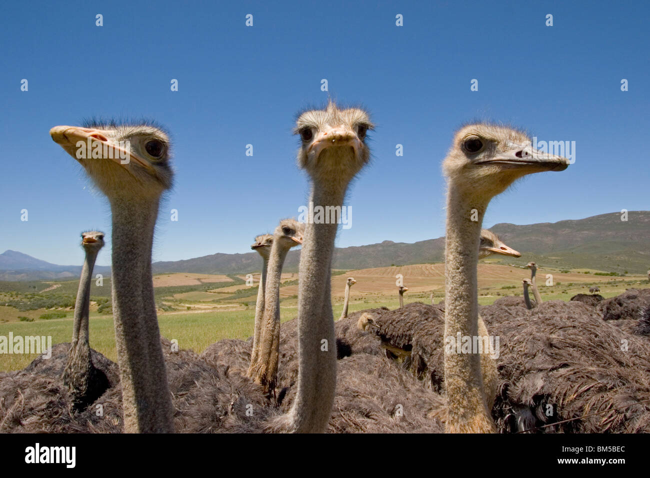 Ostriches with blue sky, South Africa / Struthio camelus Stock Photo