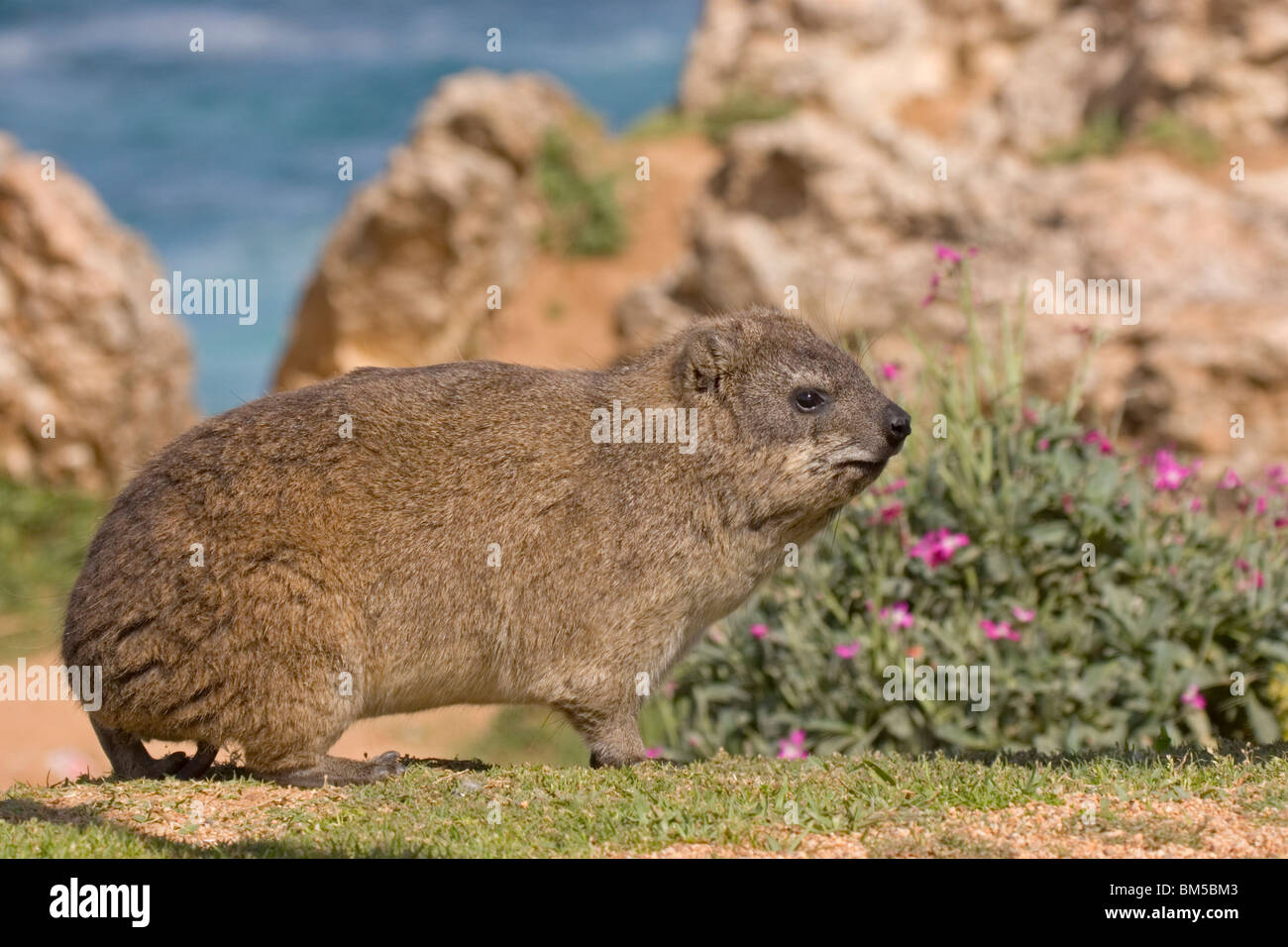 Rock dassie, South Africa / Procavia capensis Stock Photo